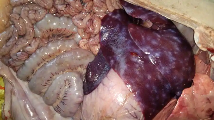 猪球虫病的介绍