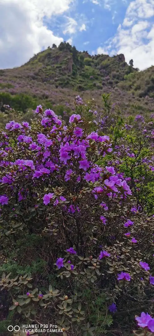 山野,山花,山石