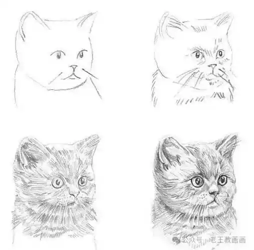 画猫咪的素描小教程,一学就会!