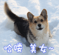 小狗可爱摇尾巴哈喽美女gif动图_动态图_表情包下载_soogif