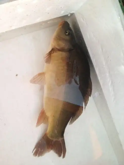 谁知道这是什么鱼 买的时候说是无磷鲤鱼 这个鱼额头也太大了 是畸形