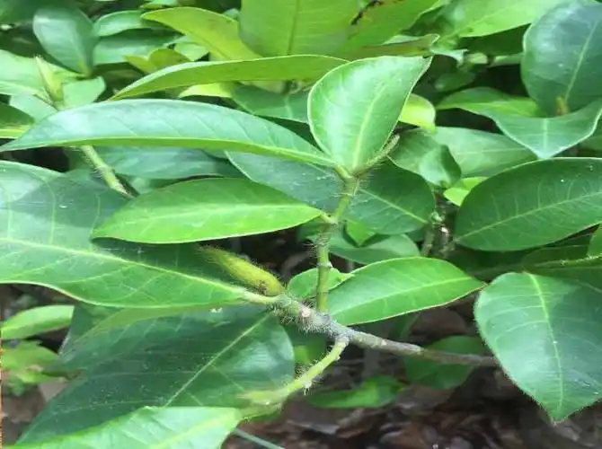 泰国榴莲树苗 猫山王金枕头榴莲苗南方北方种植 盆栽苗当年结果 五年