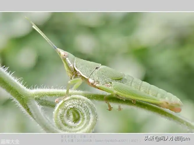 土蚂蚱的外形特点「记得收藏」