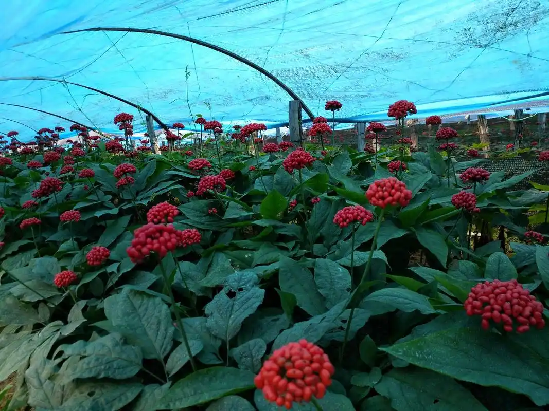 人参种植实现械化了,快来围观