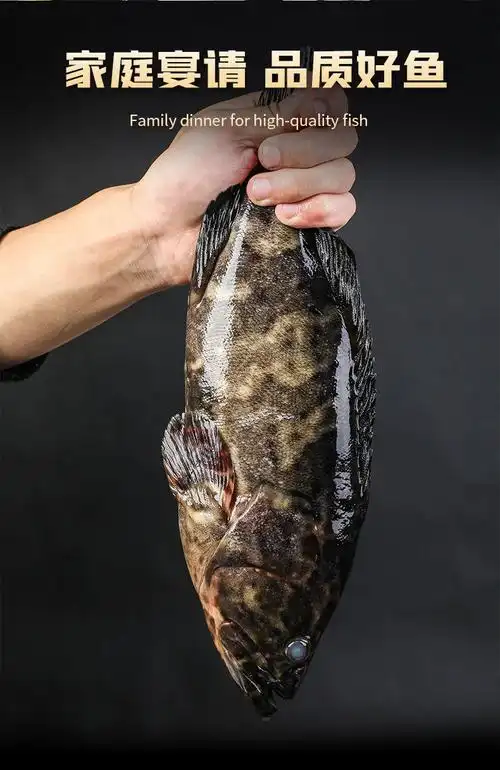 石斑鱼新鲜冷冻海鲜水产鲜活深海龙胆石斑鱼东兴老虎斑个大约2斤 广纳