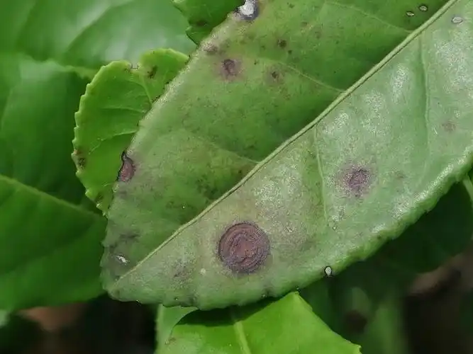 植物保护专业拓展一班 杨柳琪 16221241202 第三组 写美篇茶树炭疽病