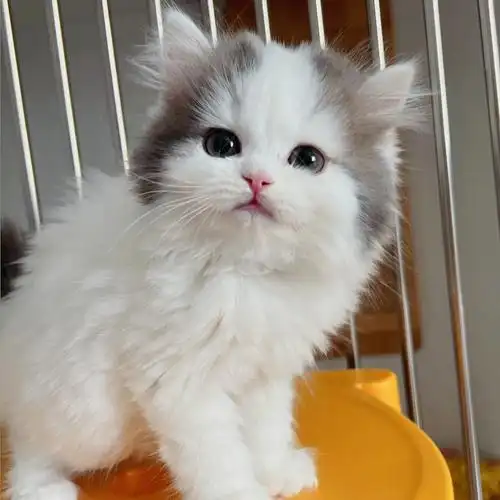 待找新家苏格兰高地长毛猫蓝虎斑弟弟