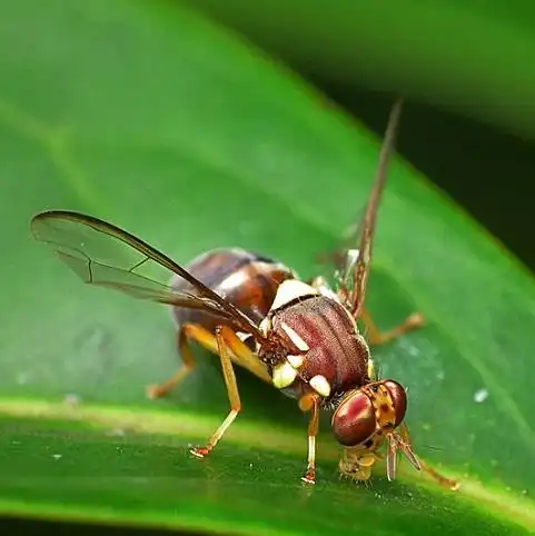 queensland-fruit-fly-1-wikimedia-commons-james-niland