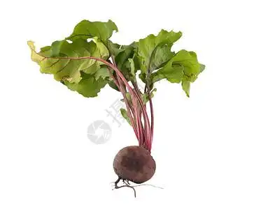 白甜菜白背景的甜菜果背景