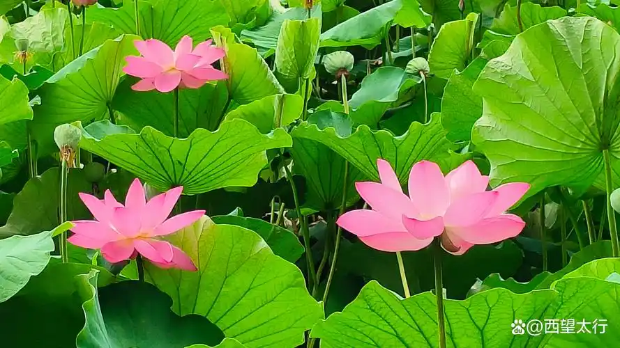 邢台信都语荷田园,城市减压基地,近郊赏荷佳处