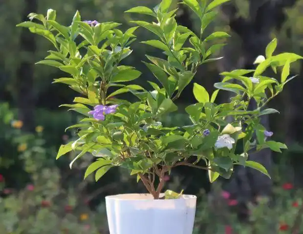 七彩茉莉的养殖方法和注意事项有哪些?