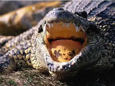 强悍!王者对决老虎咬死鳄鱼(组图)