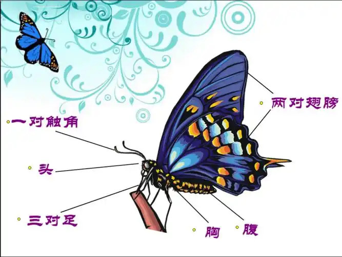 蝴蝶的一生ppt课件