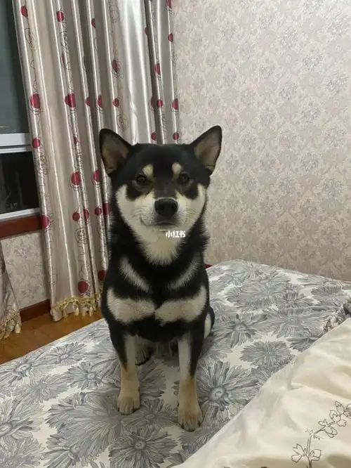 掉毛了掉毛了又掉毛了