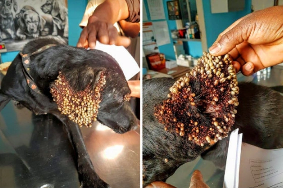 看到这只流浪狗的遭遇 我真正体会到了什么是心碎