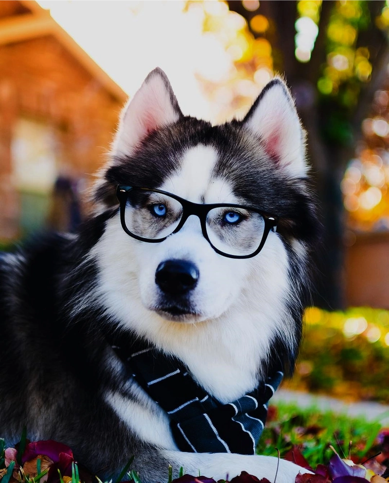 不黑不吹不愚你,哈士奇是真的帅!