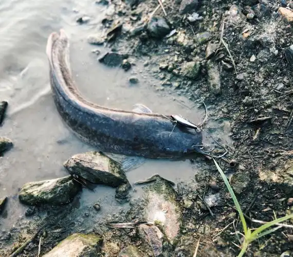 名声不好的"塘鲺鱼"我用三种常见的钓饵,就能钓好多