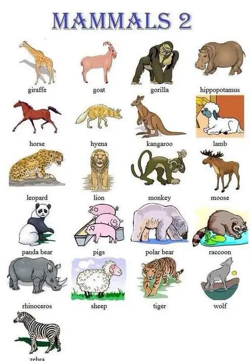 人人应知的常用动物英文名称大全