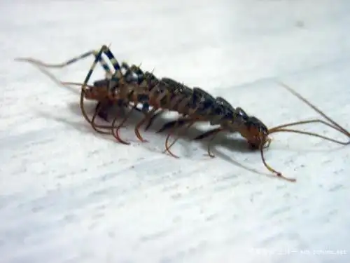 家中八脚虫(蚰蜒)成灾,怎么办啊?