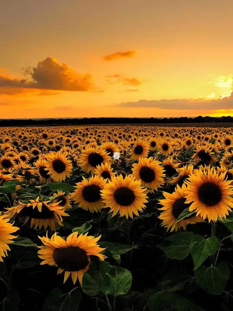 向日葵花海 #治愈系 #风景 #唯美意境 春来又一春 - 抖音