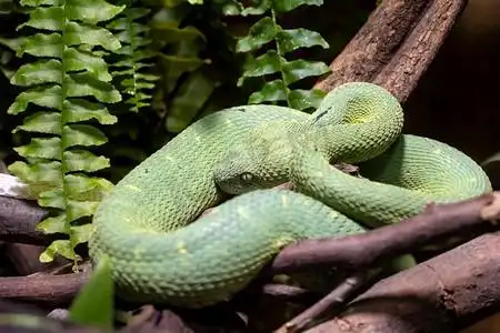 有毒的布什毒蛇 (atheris squamigera) 在树上