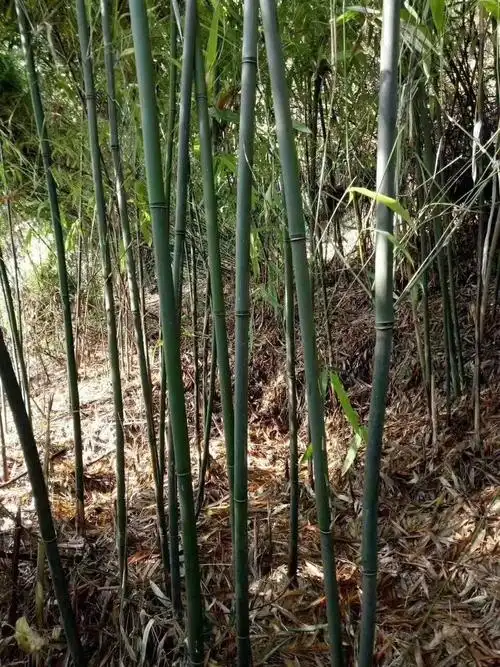 青皮竹
