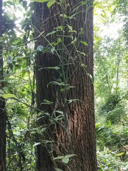 柞木,杂木 - 批木网