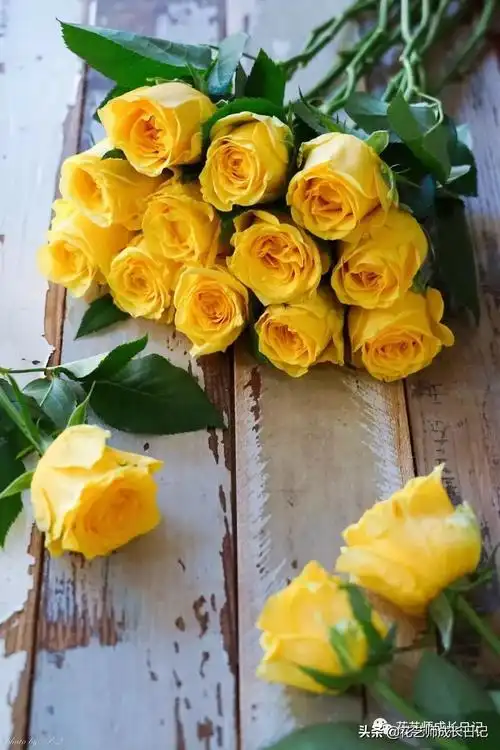 黄玫瑰花代表什么含义(10种黄色玫瑰品种介绍)