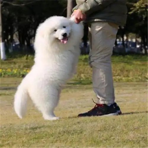 大白熊犬巨型犬活体真狗好养的