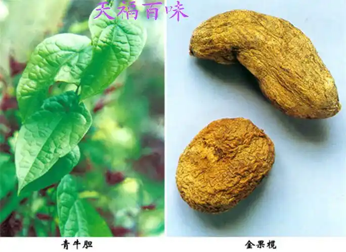 中药材金果榄 地苦胆 九牛胆 九莲子 野生九龙胆 250克/件包邮