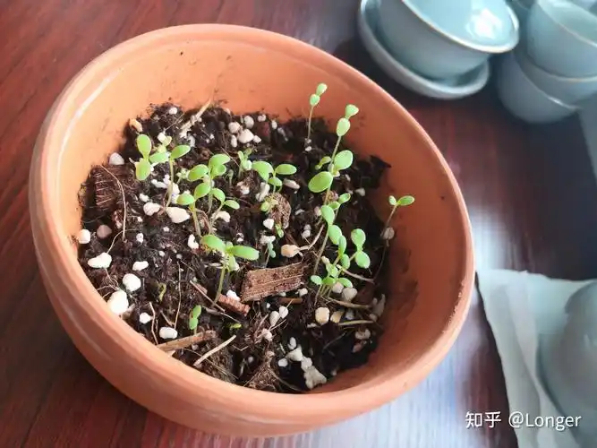 白晶菊种植记录及经验分享.