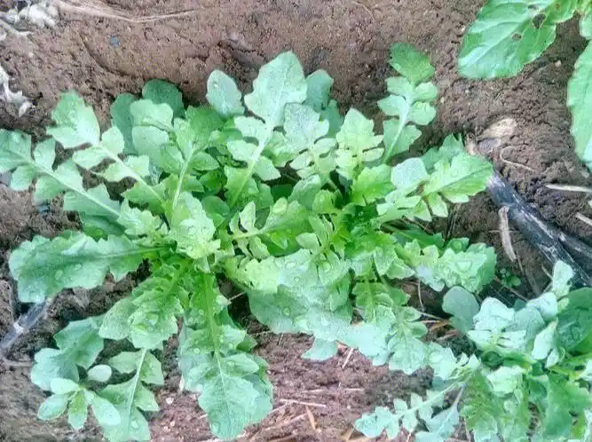 97这里先科普一下荠菜的功效.