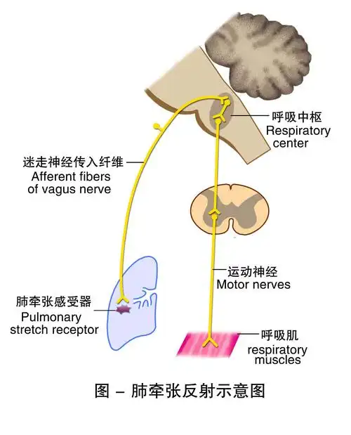【牵张反射的类型