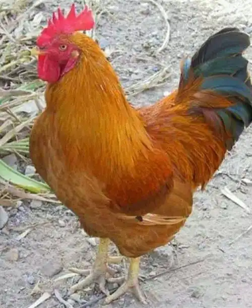 快大型九斤黄鸡苗