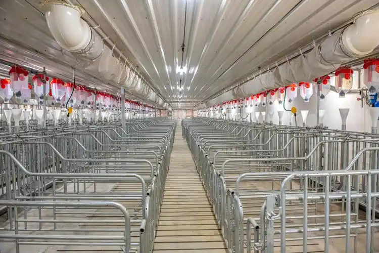 年出栏生猪50万头 田东一家现代化养猪场即将投产