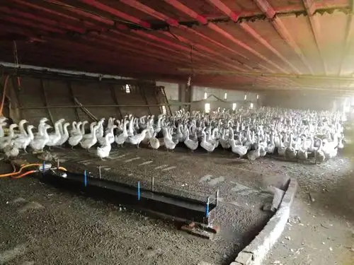 "二杆鹅倌"投资200万元"搞事情"