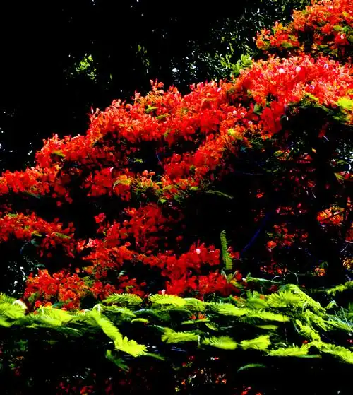 凤凰花开红似火