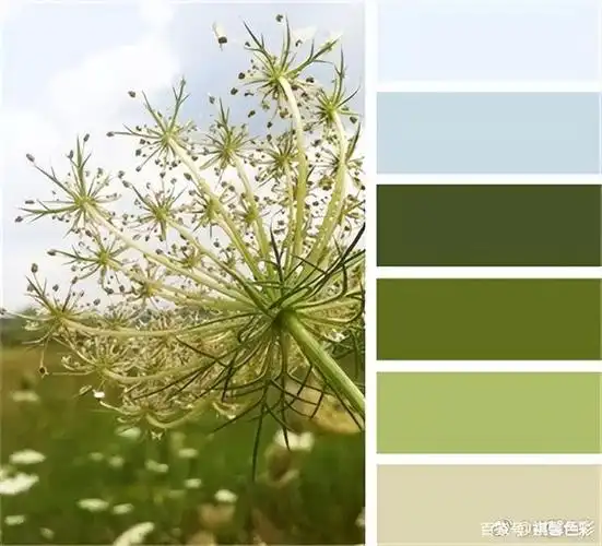 橄榄绿搭配浅灰,柔白,米灰,灰褐,中灰,乳黄都是很合适的,总之就是适合