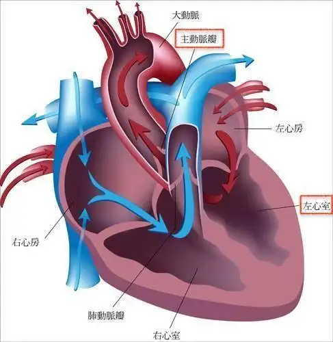 主动脉瓣狭窄_主动脉瓣狭窄_发病原因_症状表现_治疗方式 - 好大夫