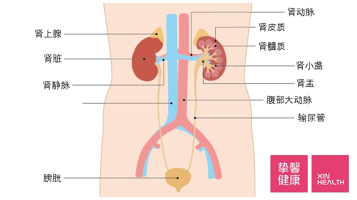 肾脏解剖图