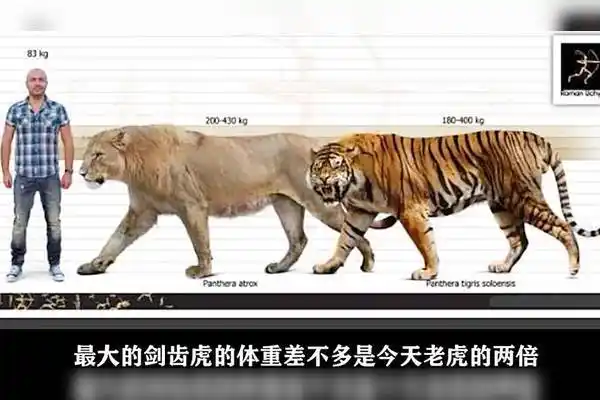 猫科类的编年史剑齿虎亚科