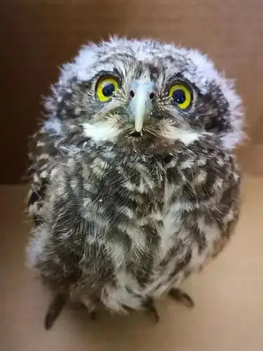 野外偶遇猫头鹰幼崽 正确的处置方式在这里!