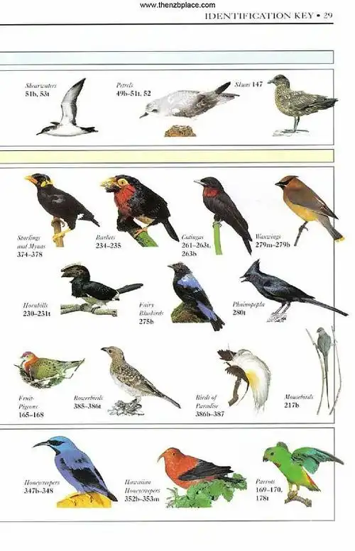 梦尝君的相册-世界鸟类图鉴