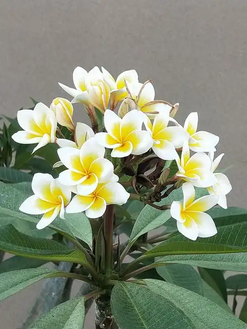 三亚南边海盛开的黄色鸡蛋花