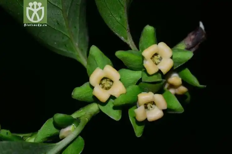 君迁子(diospyros lotus) (2).jpg 相邻时间拍摄的照片      张