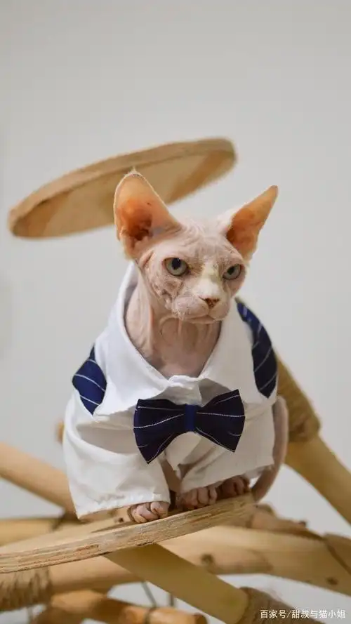 穿西装的比鲁斯大人猫 你敢说它丑吗