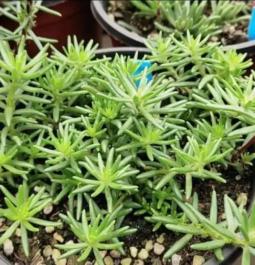 盆栽太阳花,掌握3个小技巧,枝繁叶茂,花朵开满盆