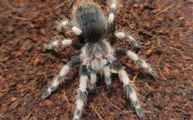 巴西黑白脚捕食蟋蟀