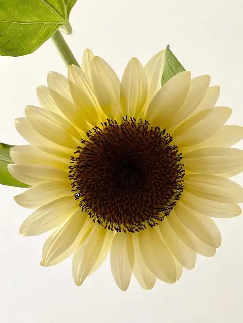 白色恋人向日葵