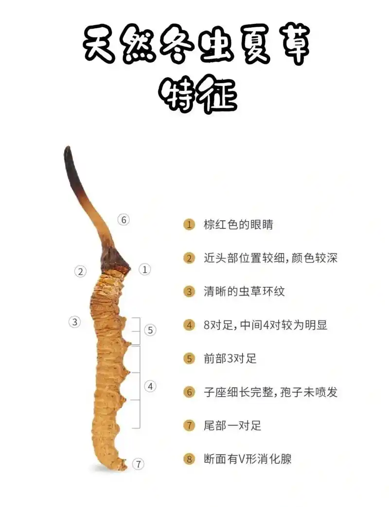 冬虫夏草鉴定 冬虫夏草真假鉴定.天然冬虫夏草的特征,通过图片 - 抖音